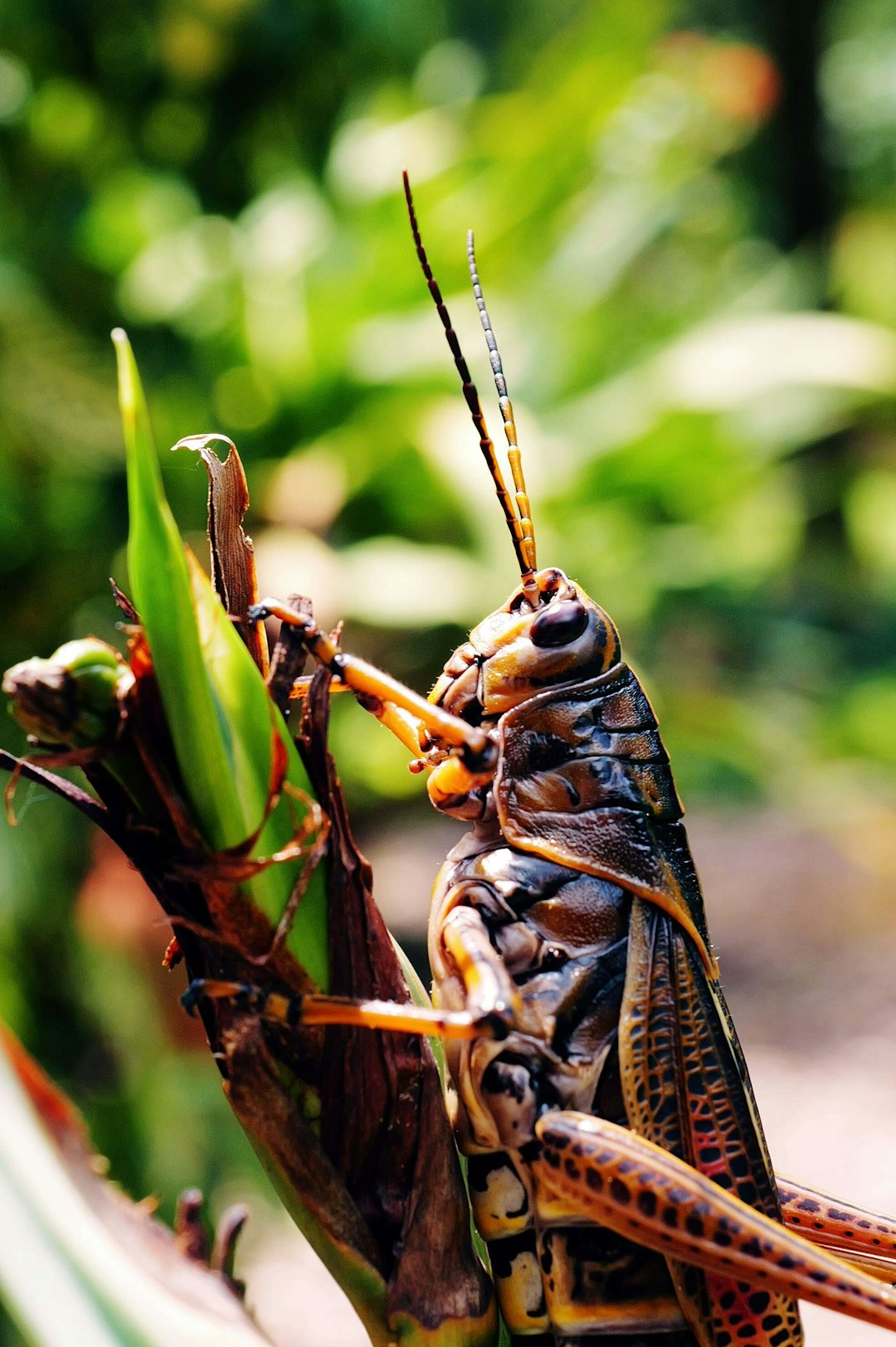 Crunchy Grasshoppers: A Protein-Packed Snack You Need to Try