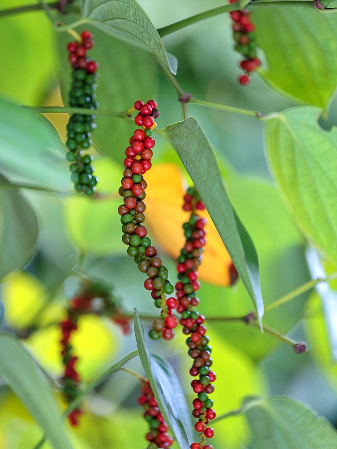 Turn Green Pepper Berries Into Perfect Black Peppercorns at Home