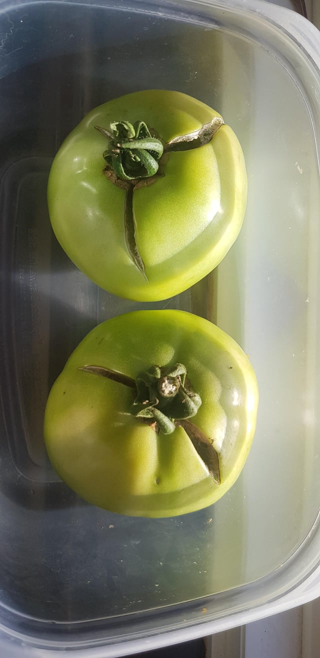 Don't Toss Those Green Tomatoes Yet