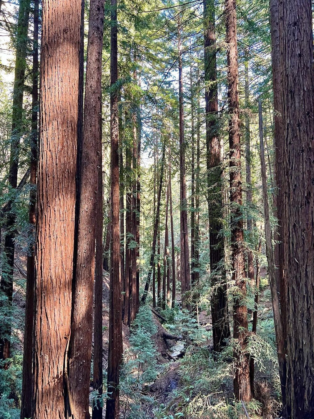 Reinhardt Redwood Regional Park Hiking 🌲🚶‍♂️
