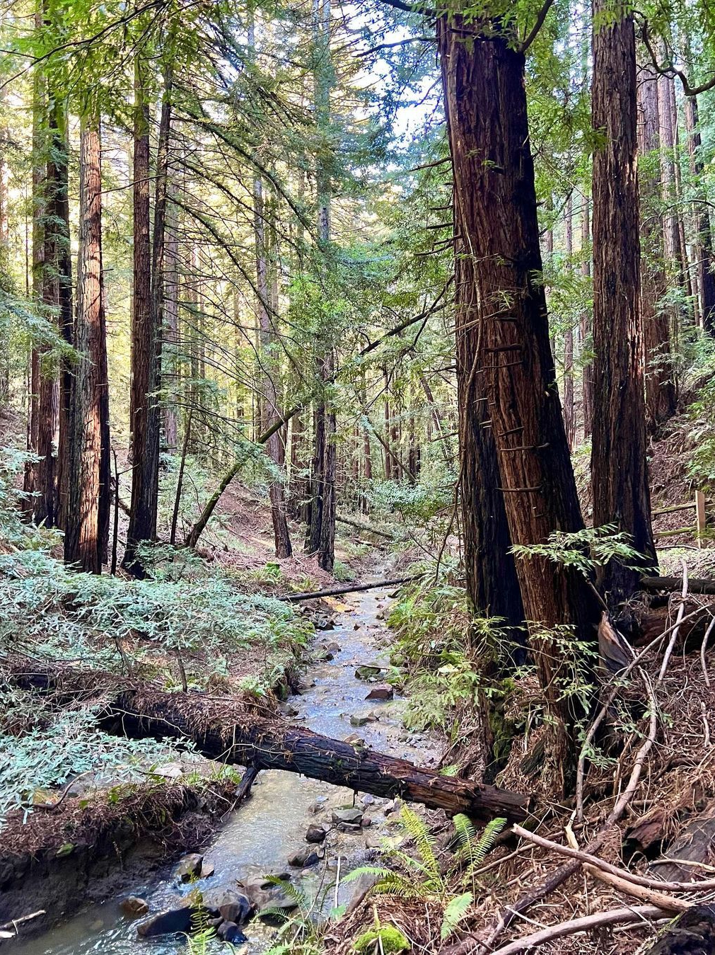 Reinhardt Redwood Regional Park Hiking 🌲🚶‍♂️