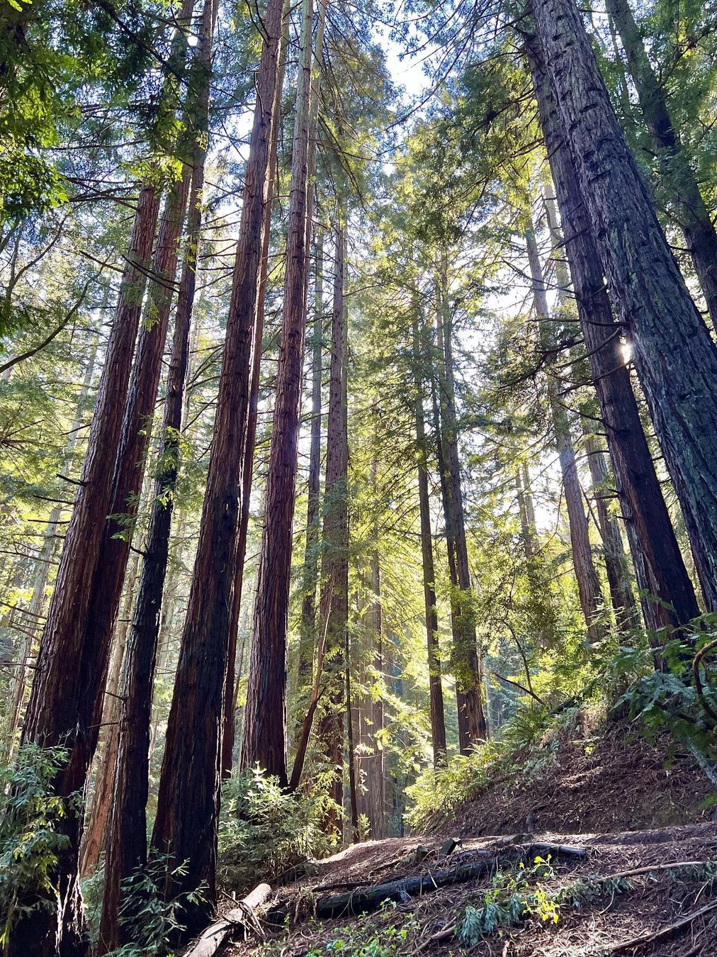 Reinhardt Redwood Regional Park Hiking 🌲🚶‍♂️
