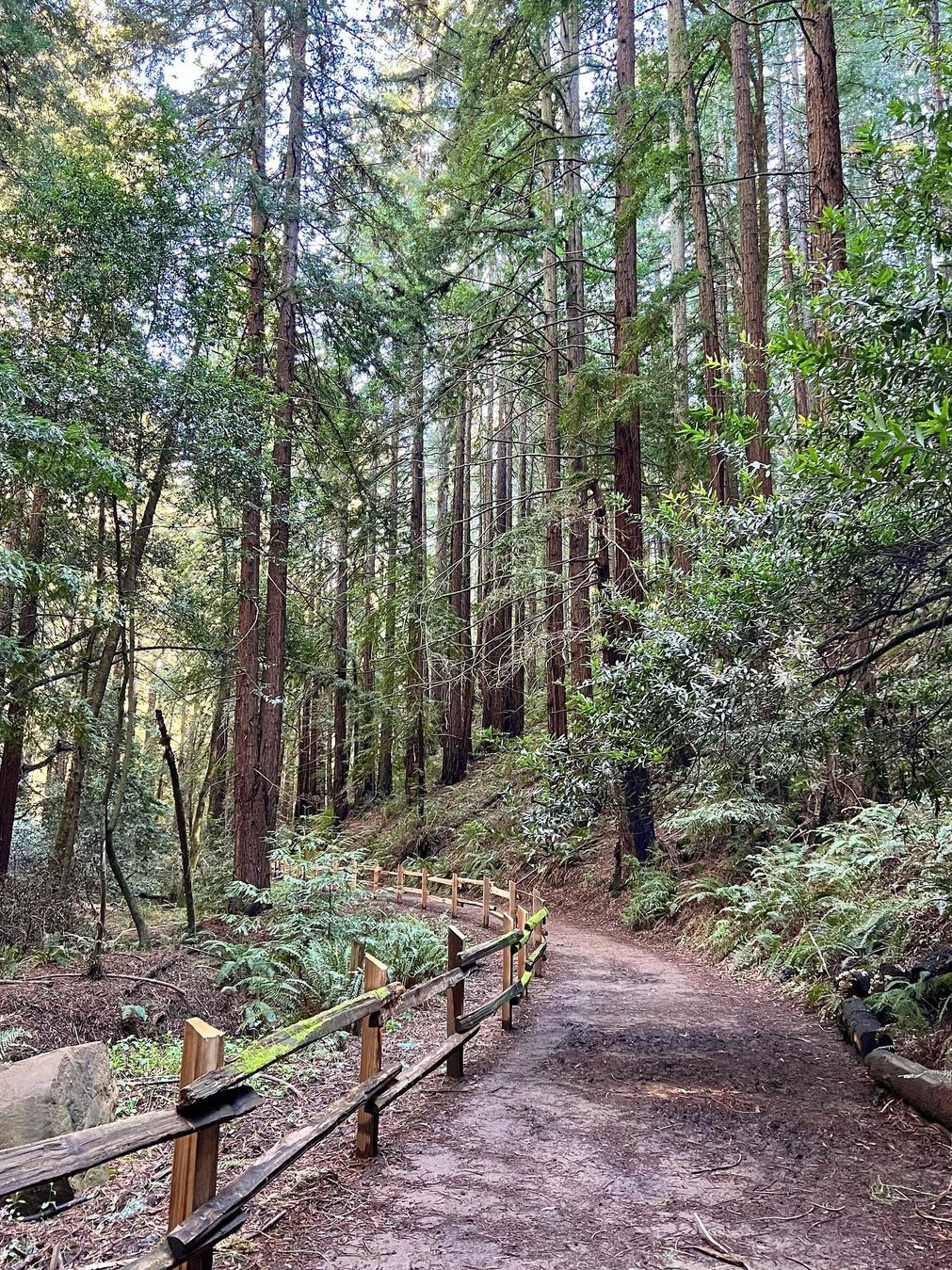 Reinhardt Redwood Regional Park Hiking 🌲🚶‍♂️