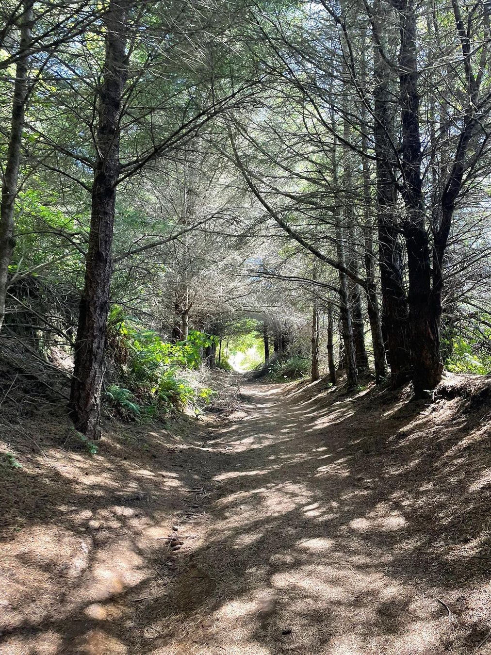 🌊🚶‍♀️ Bay Area | Coastline Hike Day Trip 🌲🌞