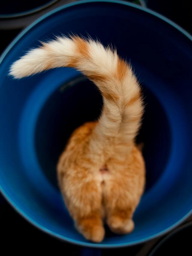 Your Cat’s Secret Daily Rituals Revealed