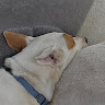 Roscoe Boscoe Jenkins