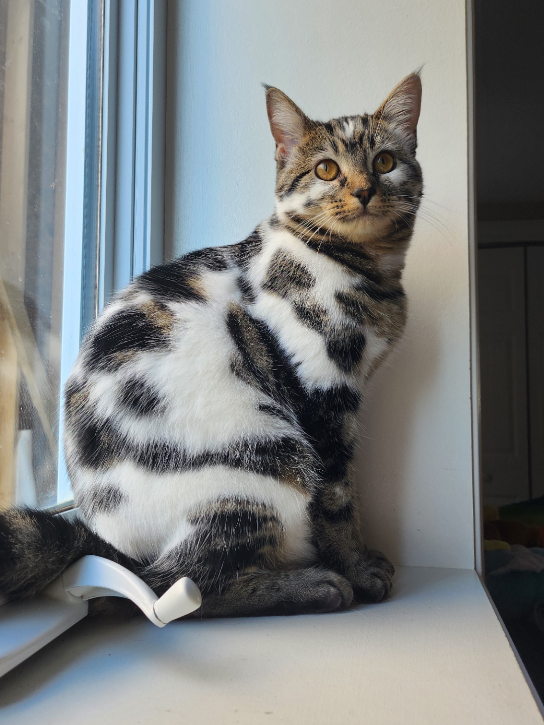Decoded: What my cat's meows actually mean
