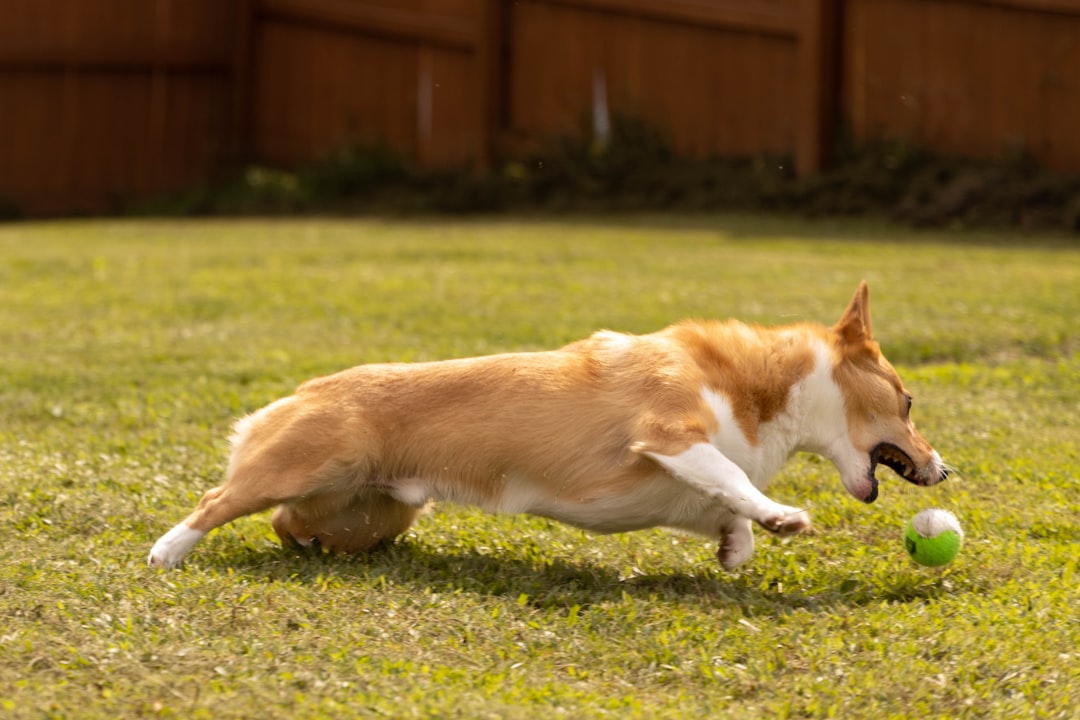 My Dog Thinks She’s a Gymnast