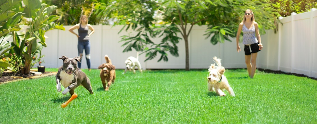 Why Our Backyard Is My Family’s Happy Place