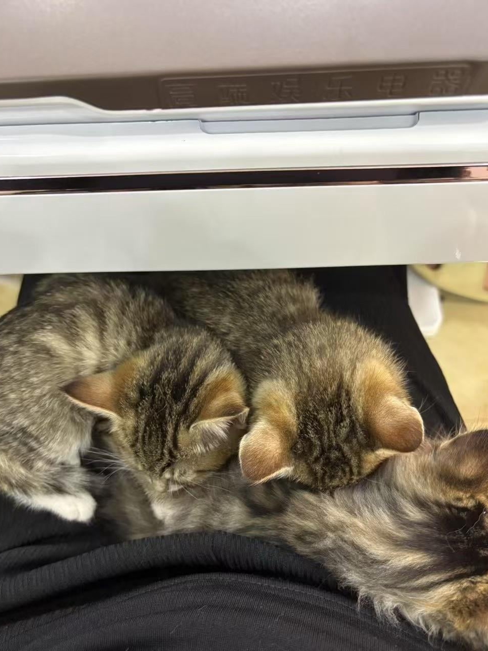 These kittens own me now