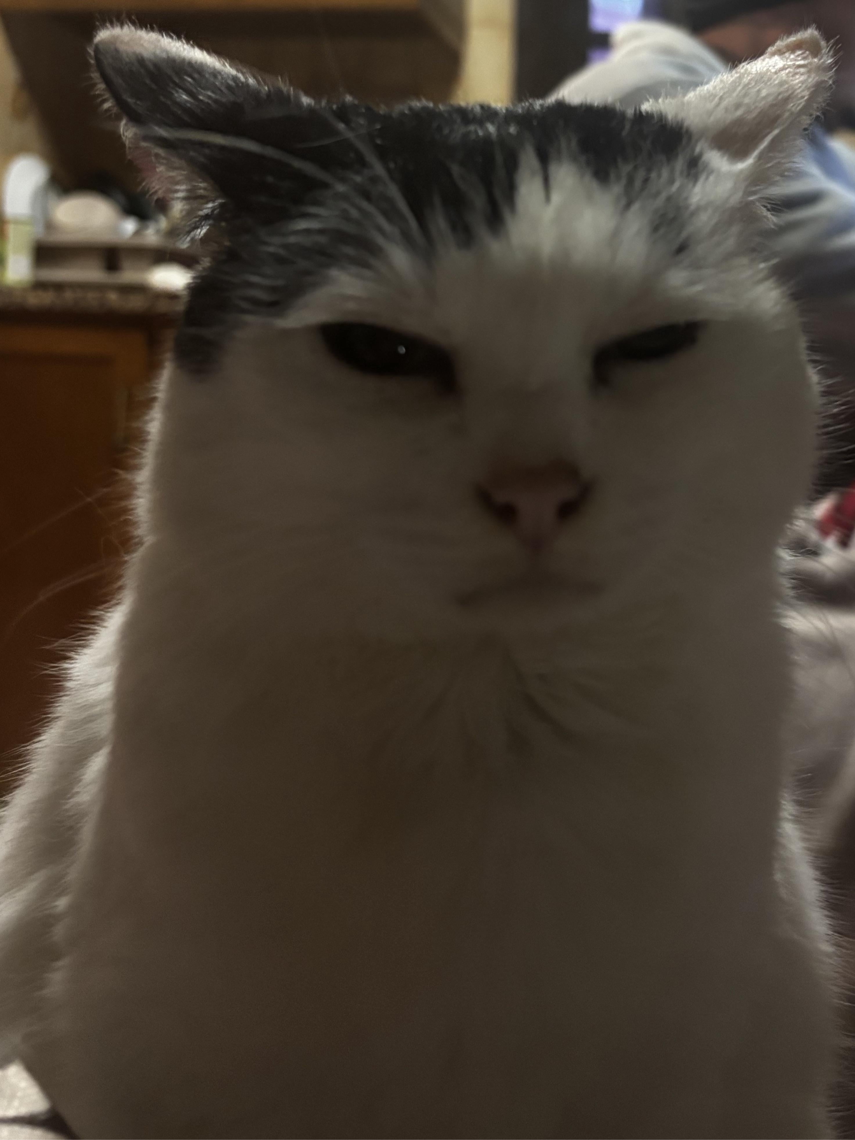My cat's disappointed face is pure art