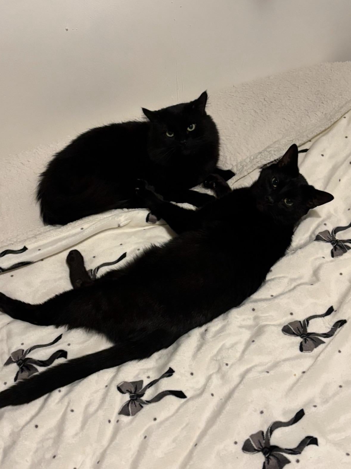 Living With My Furry Little Shadows