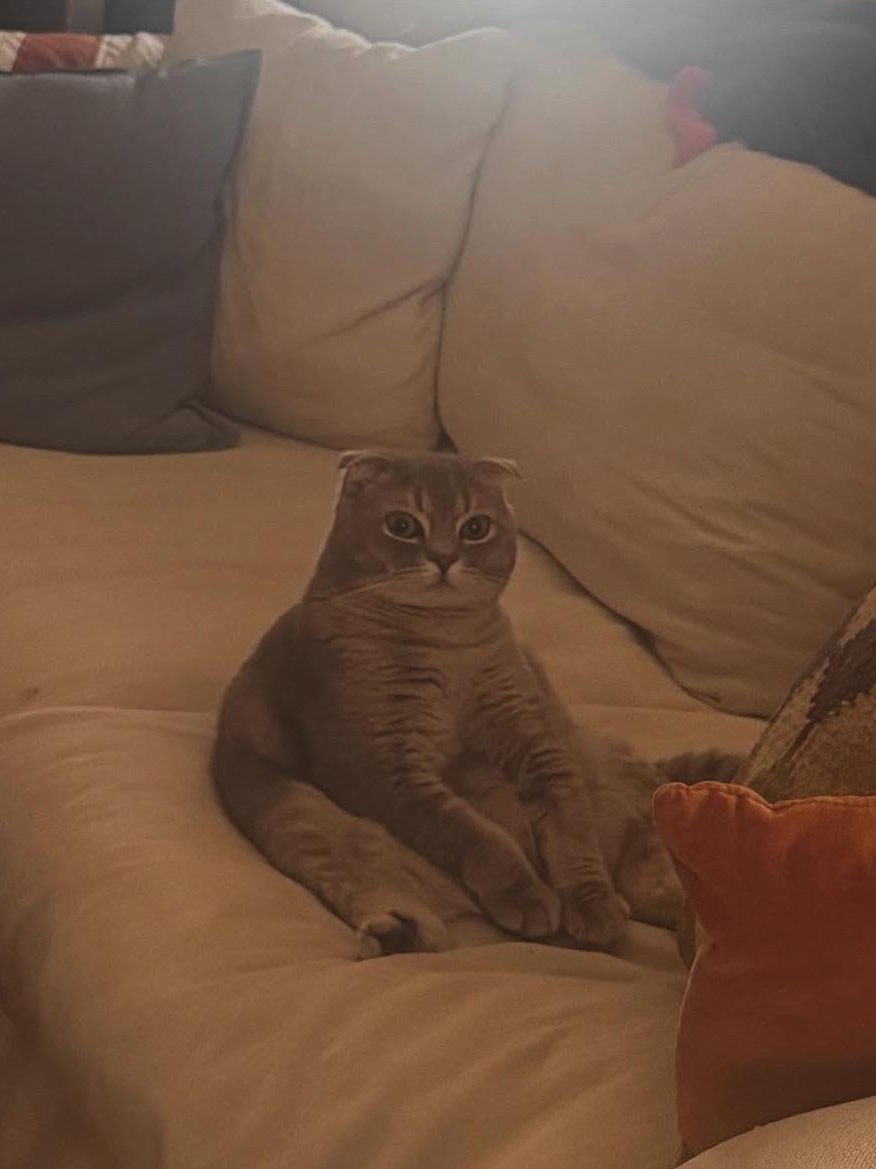 How My Roommate’s Cat Stole My Heart