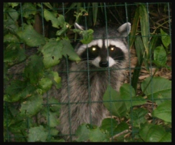 Need air rifle recs for backyard pest control 🎯