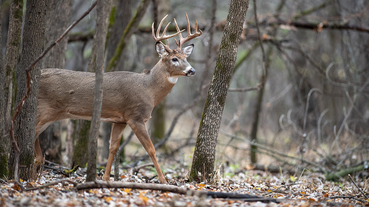 53 Days 'til SC Deer Season! 🏹🦌