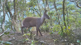 Rare Deer Caught on Camera—With a Twist!