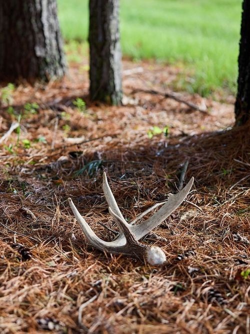 What's a deer antler worth? 🦌💰