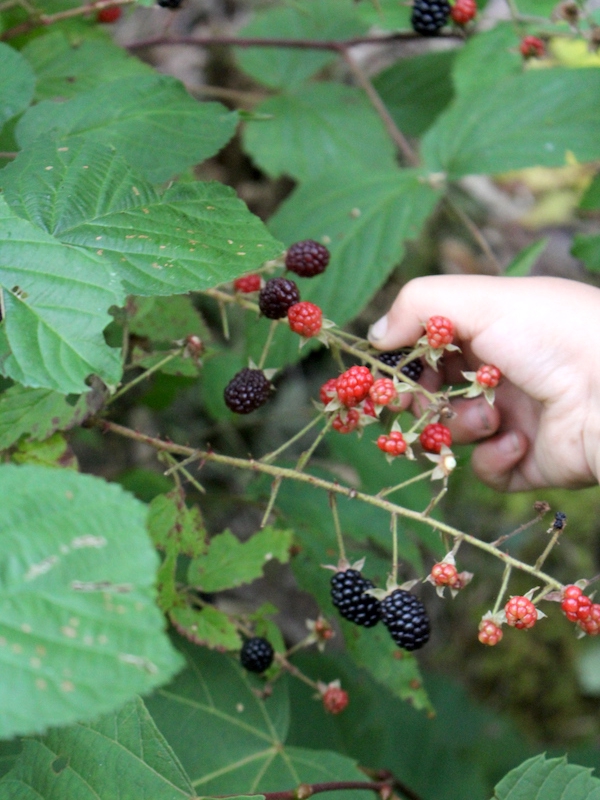 Almost poisoned myself foraging last week 😅