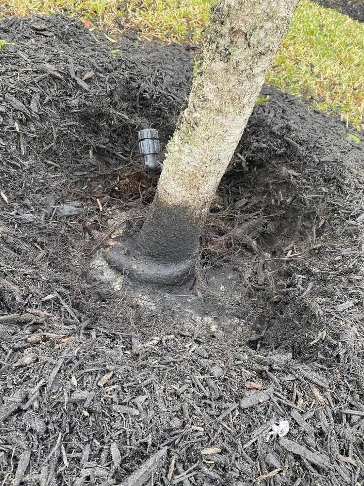 Why Are Trees Getting Buried Alive?