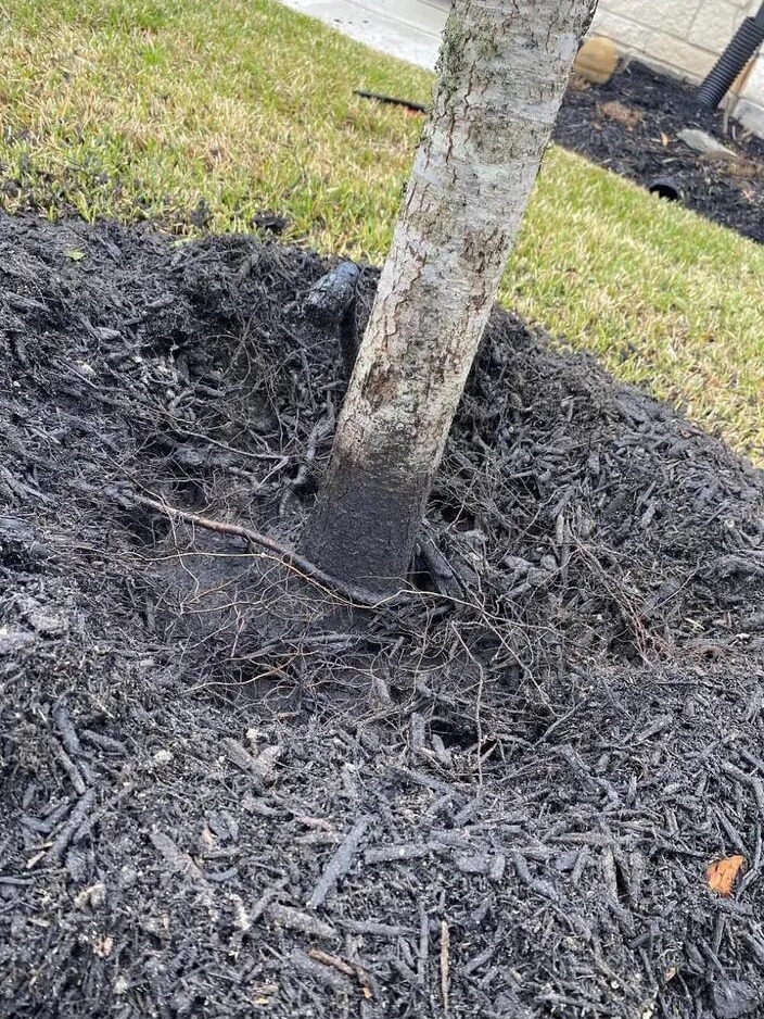 Why Are Trees Getting Buried Alive?
