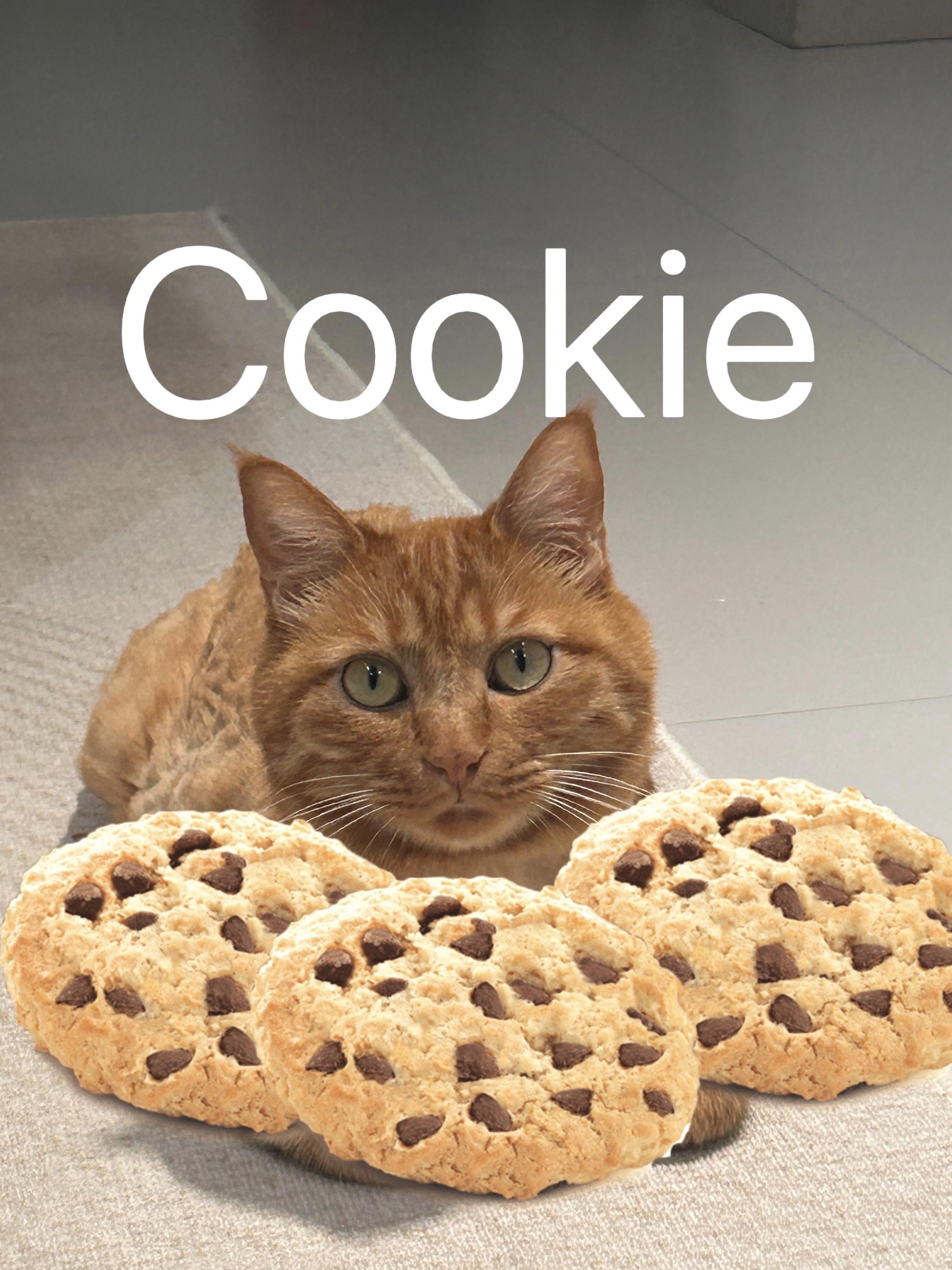 My Cat Became My Unexpected Life Coach