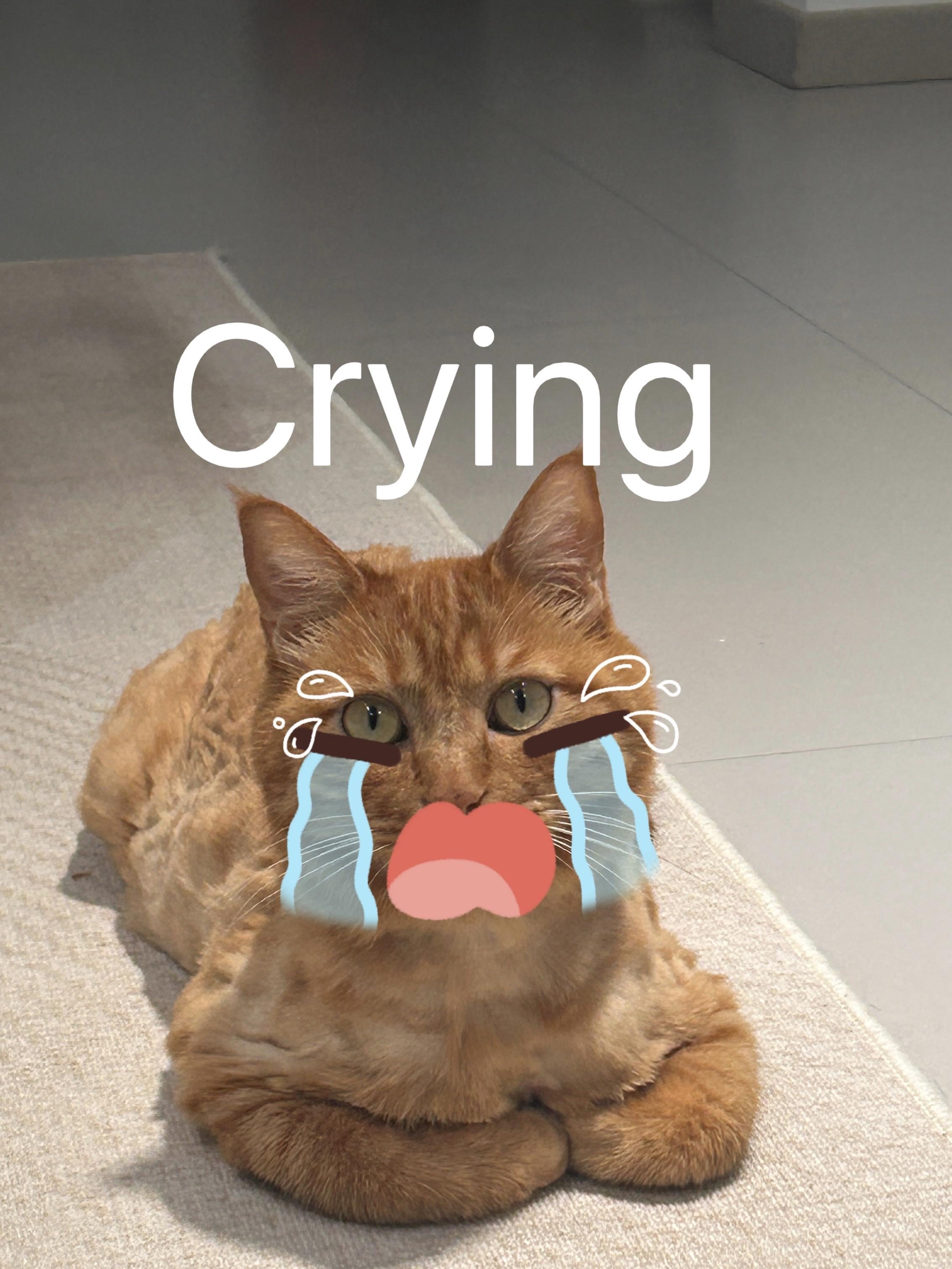My Cat Became My Unexpected Life Coach