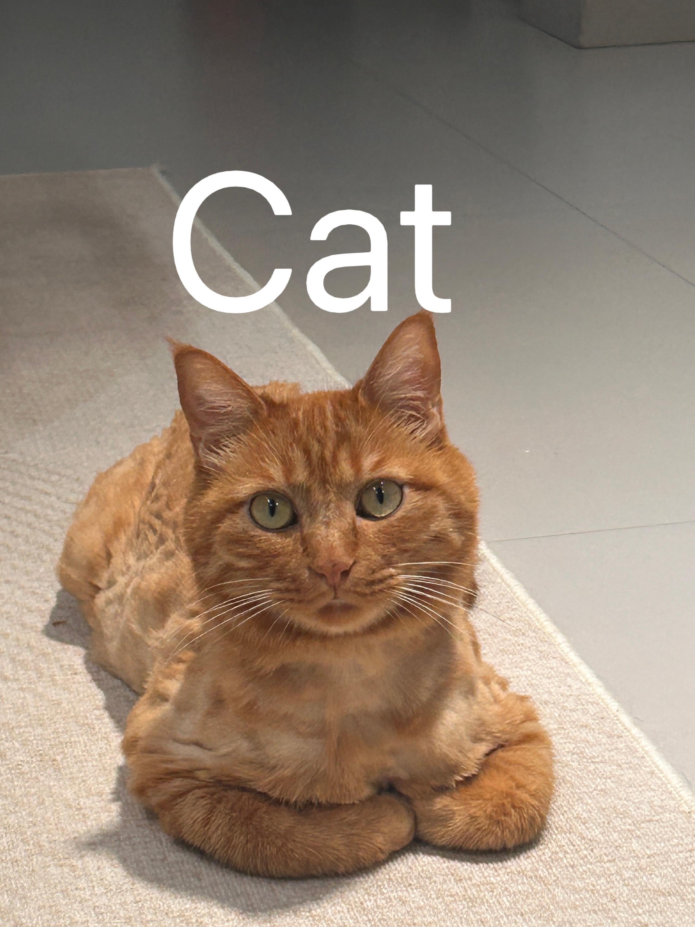 My Cat Became My Unexpected Life Coach