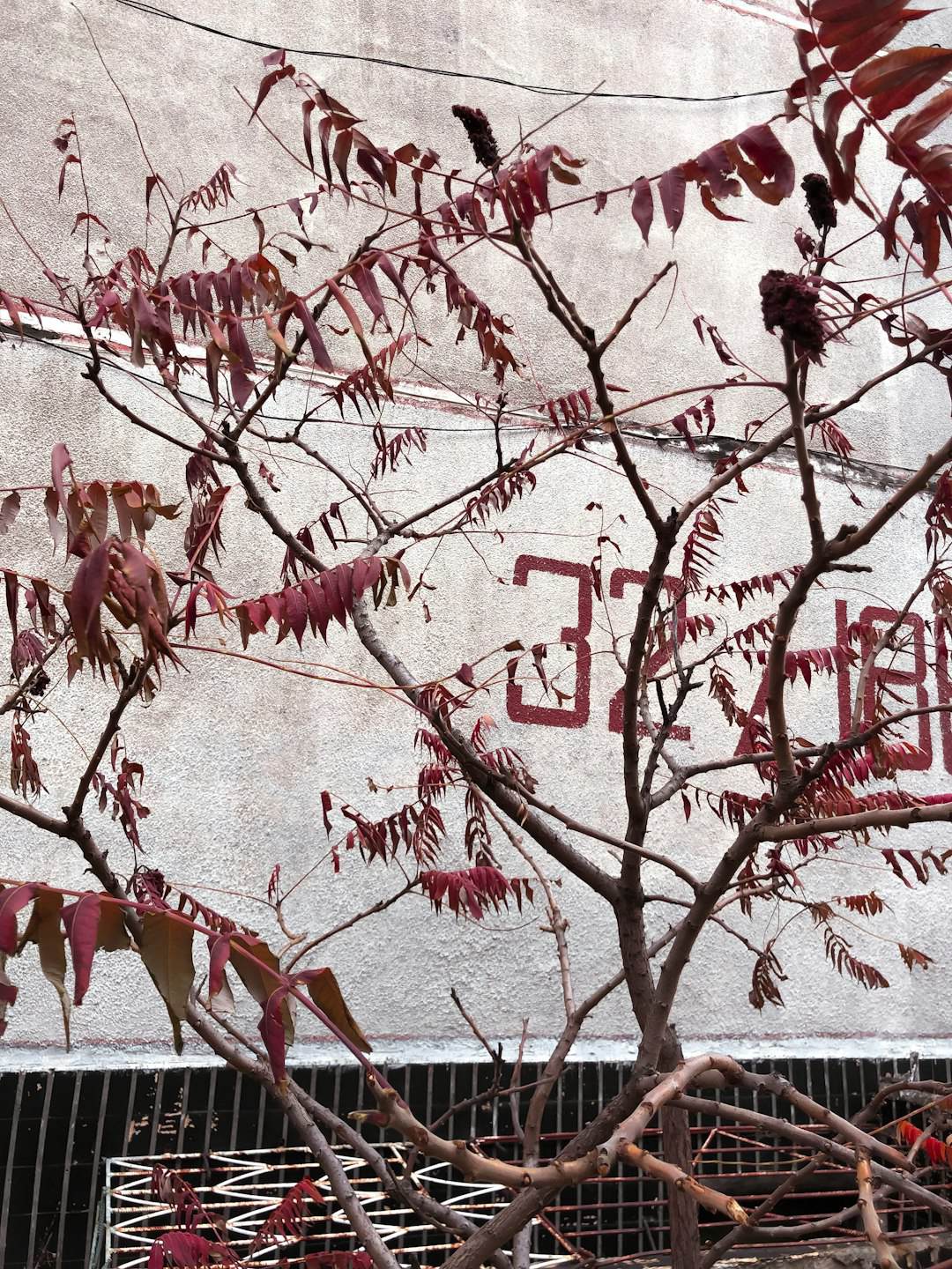 Cherry Tree Loses Its Leaves in North London, Banksy Paints Them Back