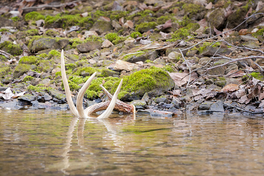 Why Shed Hunting Is More Than Antlers?