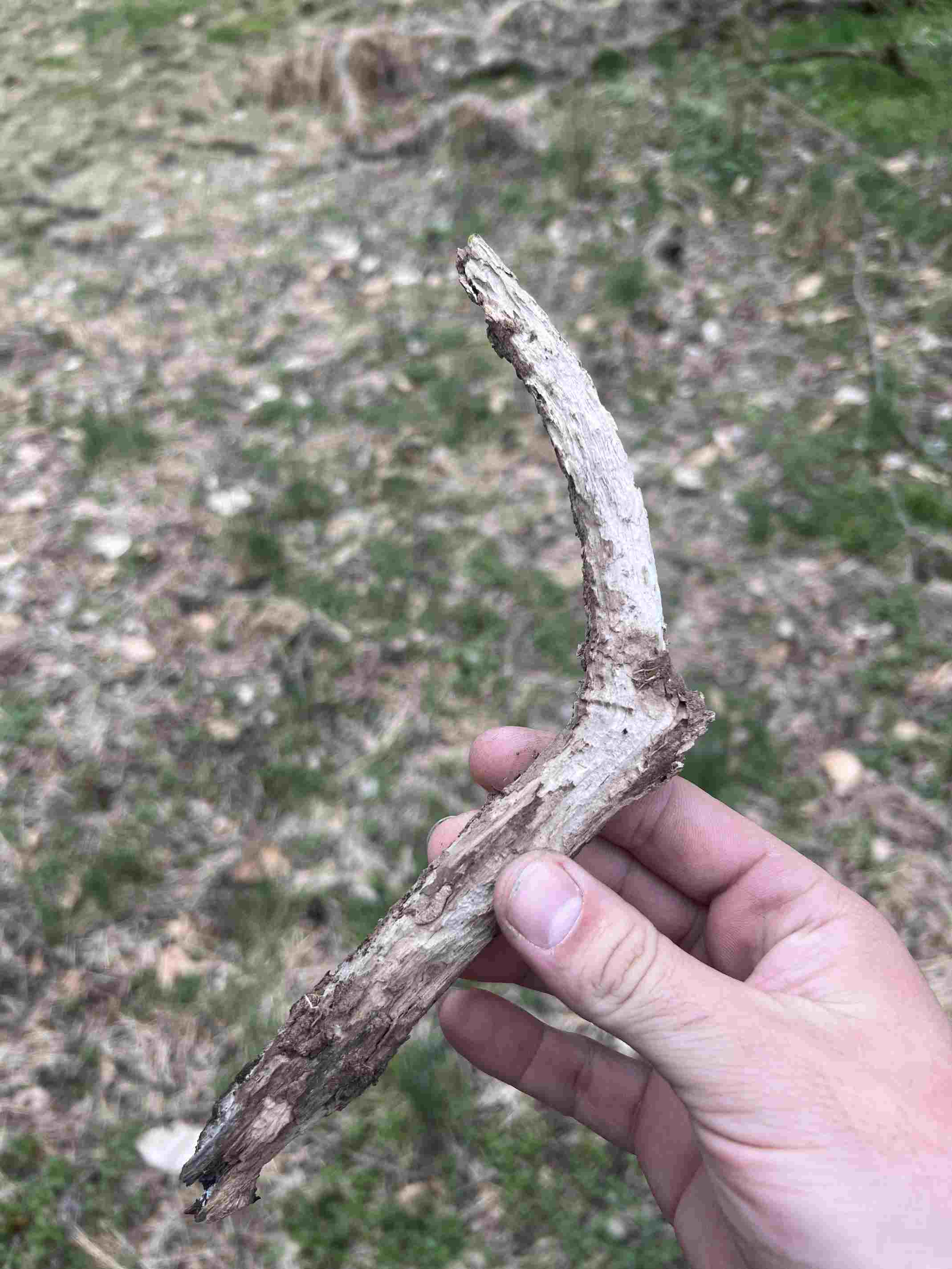 Is shed hunting worth it for new hunters? 🦌