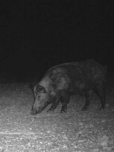 Night hog hunting in this heat? 🌙🐗