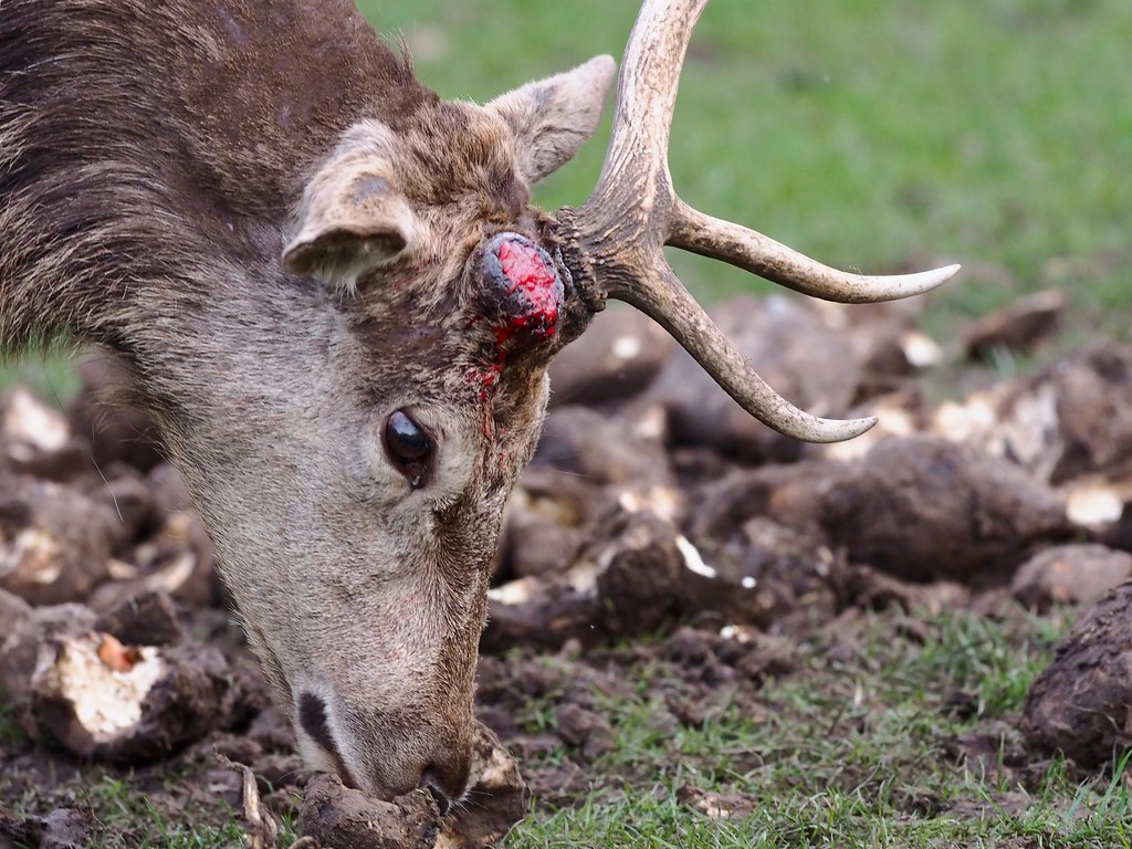 Does shedding antlers actually hurt deer? 🦌