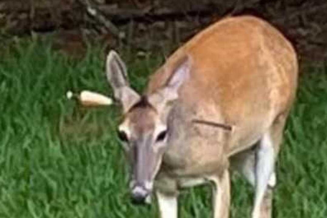Had to euthanize an injured deer - feels awful 😔