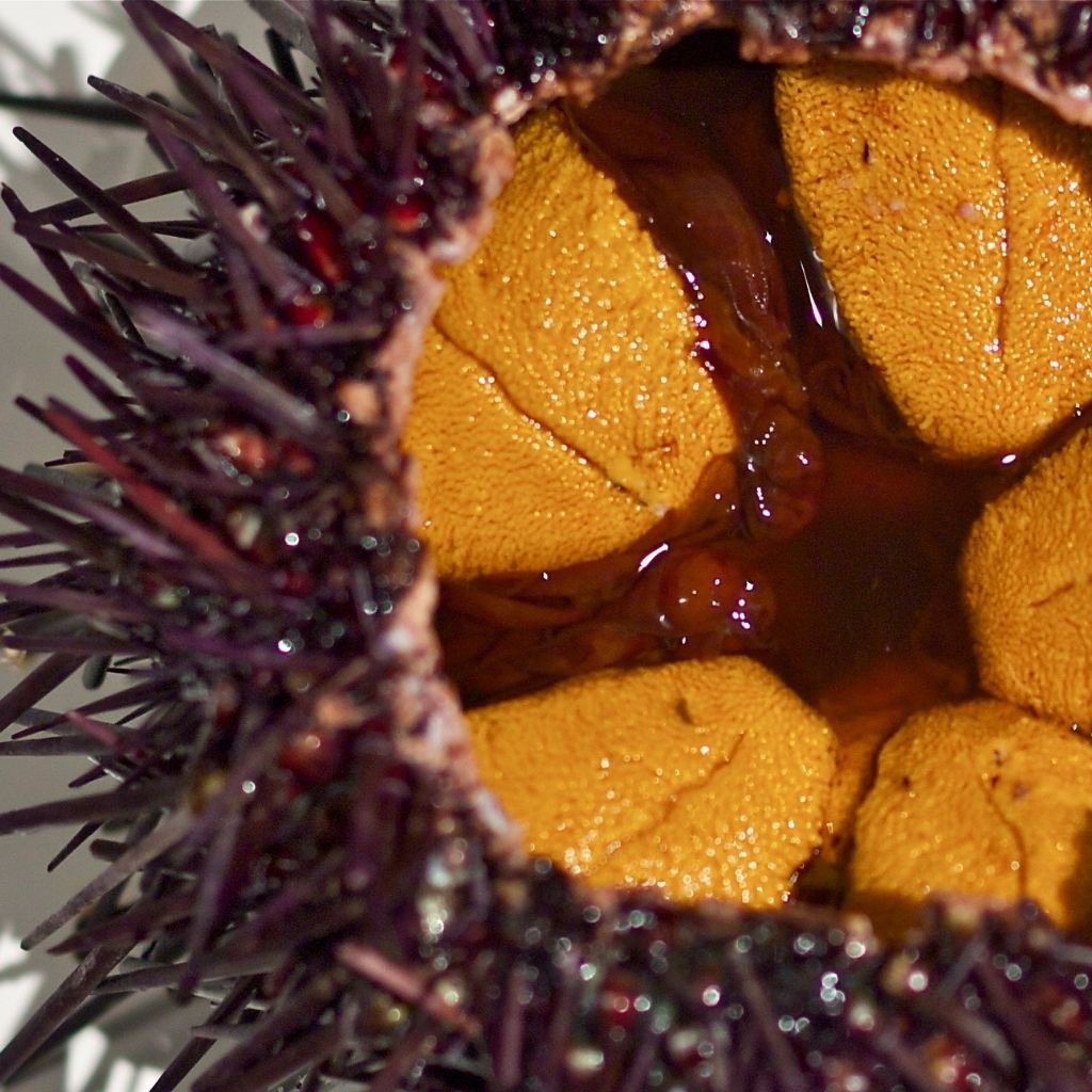 Tried Uni for the First Time—Here’s How I Prepped It 🦑