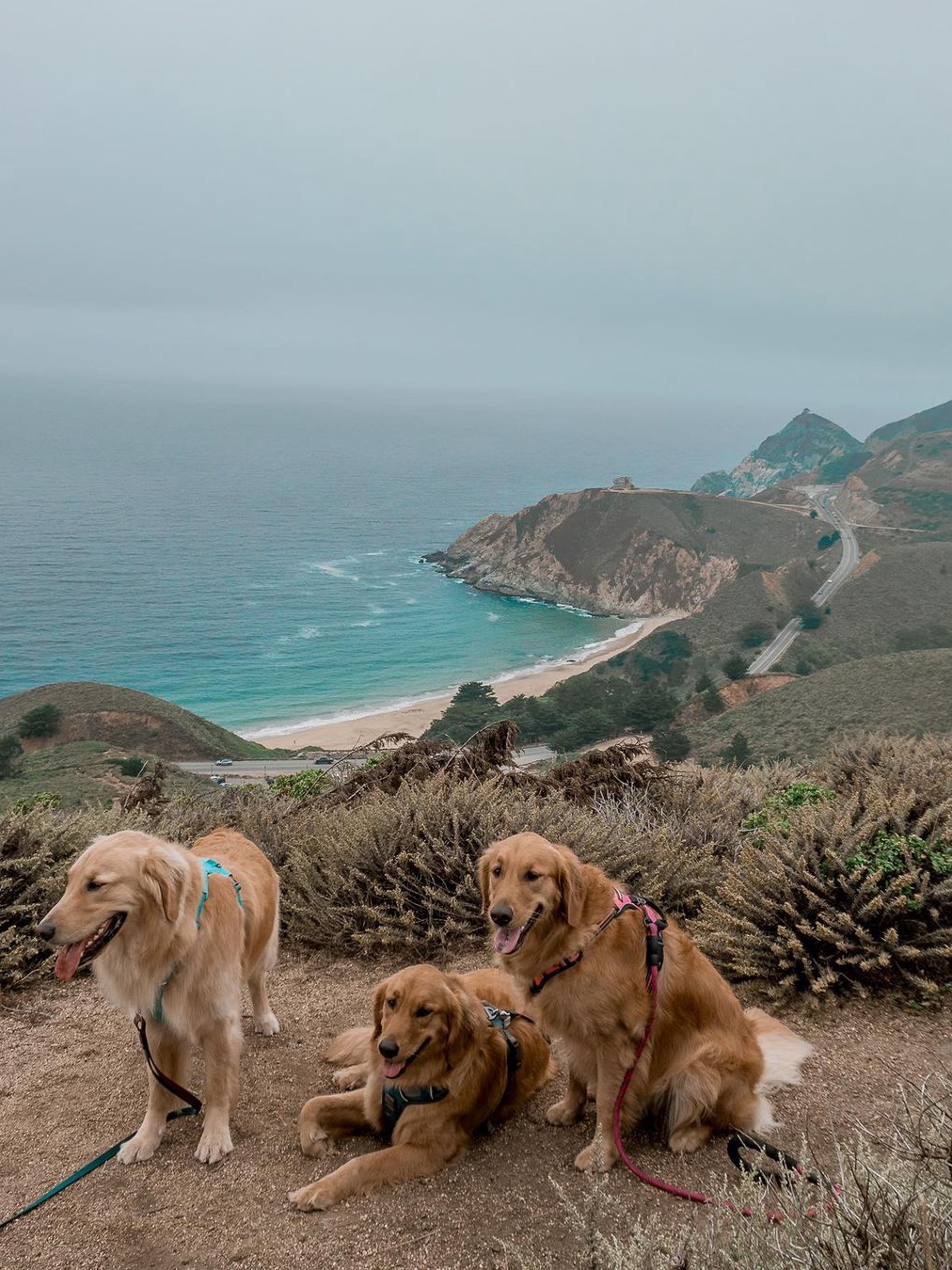 one of the most beautiful dog friendly coastal hikes in the Bay Area 🐕
