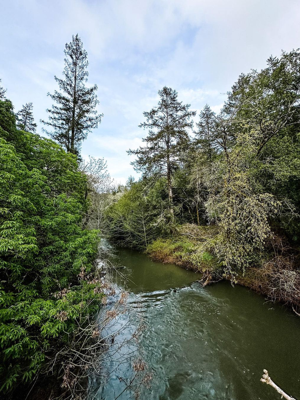 Samuel P Taylor State Park: A Top Pick Among North Bay State Parks