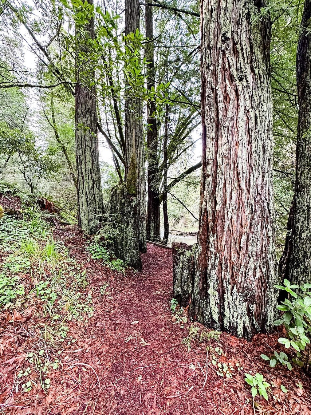Samuel P Taylor State Park: A Top Pick Among North Bay State Parks