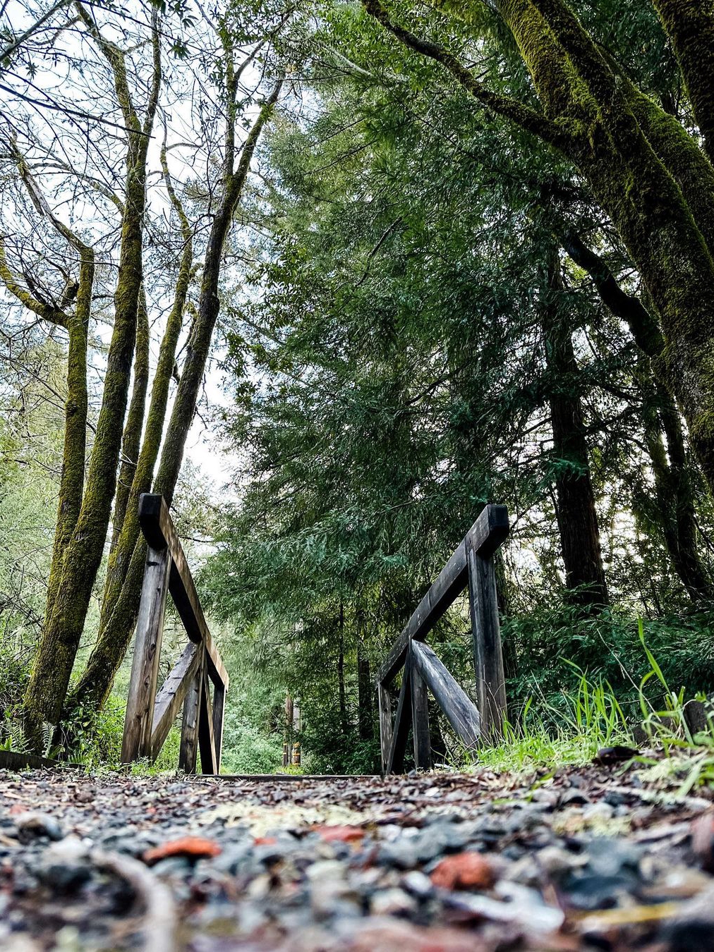 Samuel P Taylor State Park: A Top Pick Among North Bay State Parks