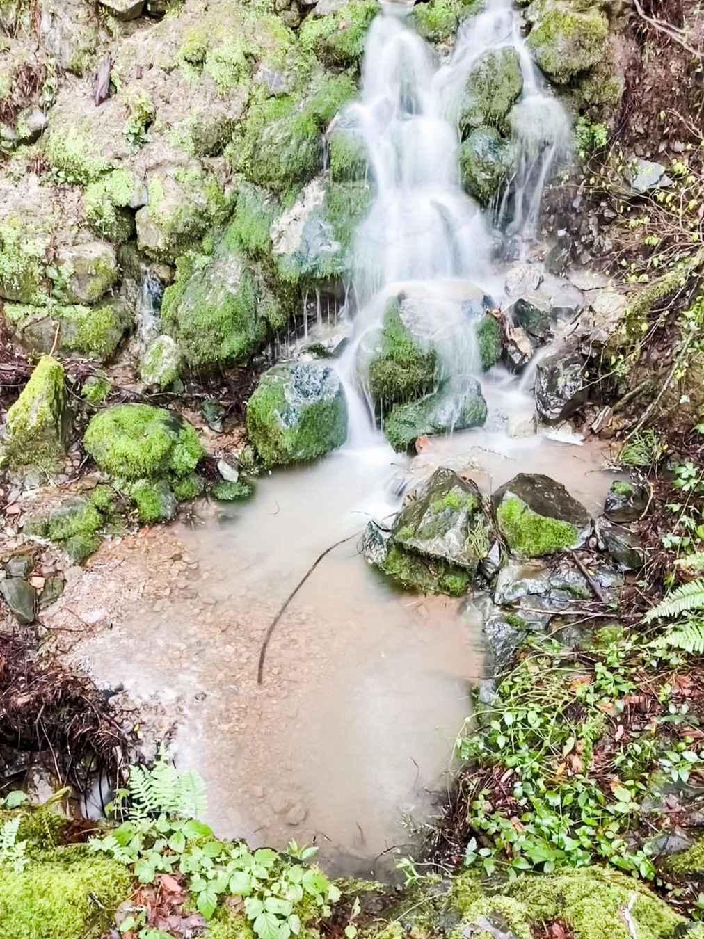 Samuel P Taylor State Park: A Top Pick Among North Bay State Parks