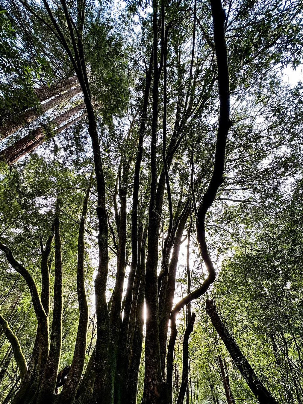 Samuel P Taylor State Park: A Top Pick Among North Bay State Parks