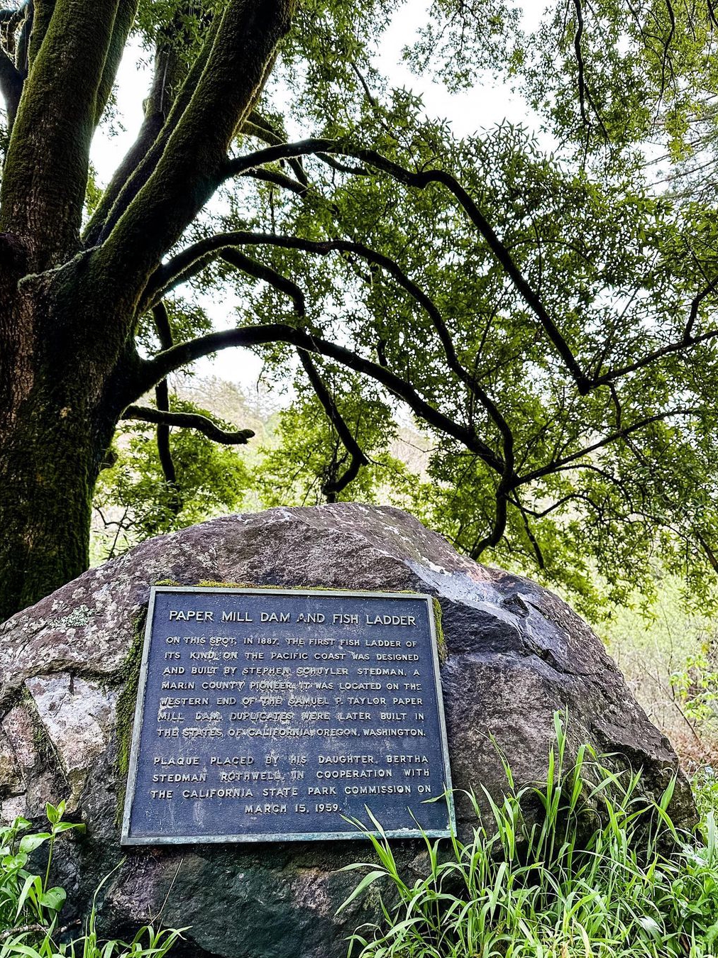 Samuel P Taylor State Park: A Top Pick Among North Bay State Parks