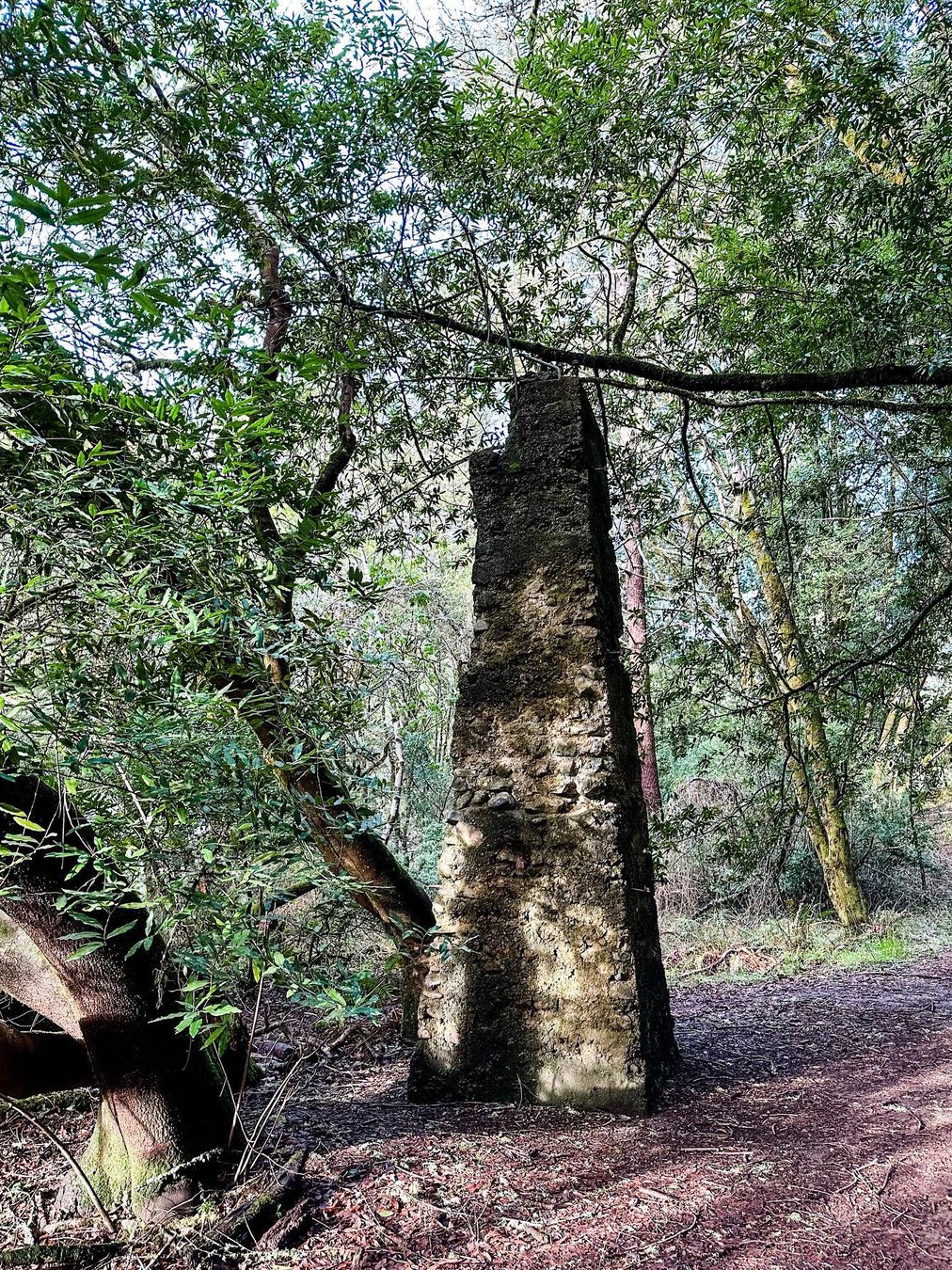 Samuel P Taylor State Park: A Top Pick Among North Bay State Parks