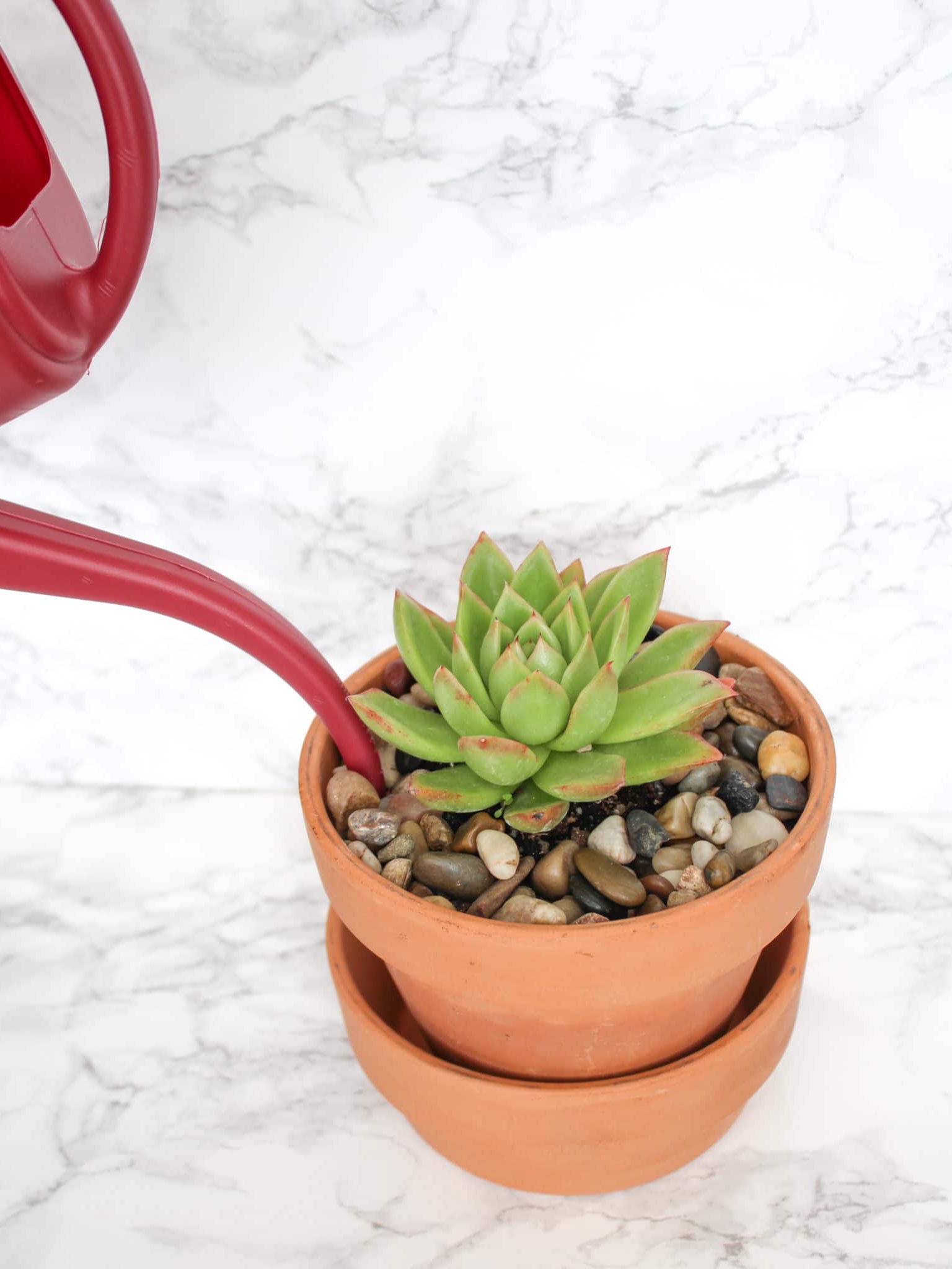 🌱 Learn to Diagnose and Resolve Common Succulent Problems. 🌱

