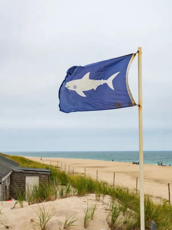 Shark Bites: What’s Really Going On?