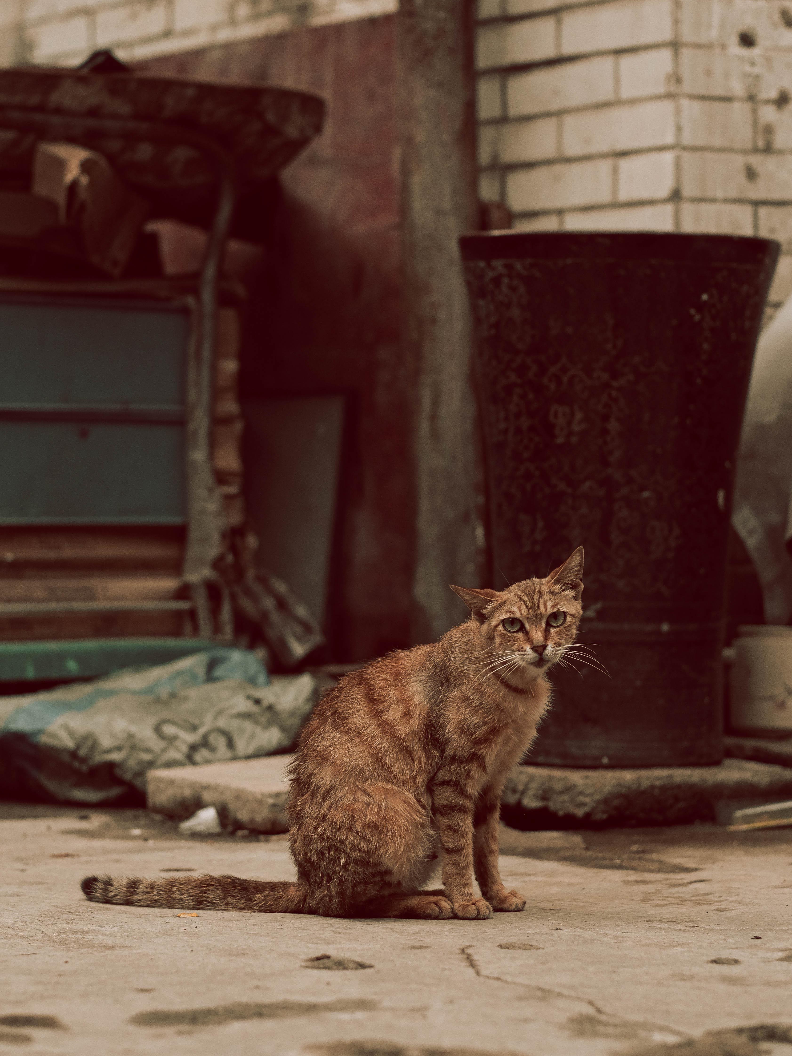 Confessions of a Guangzhou Alley Cat