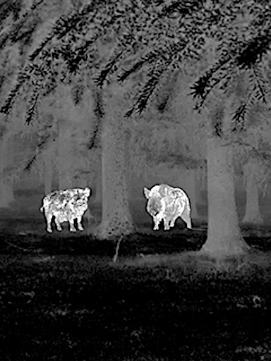 Where Do Hogs Hide After Dark? 🌒