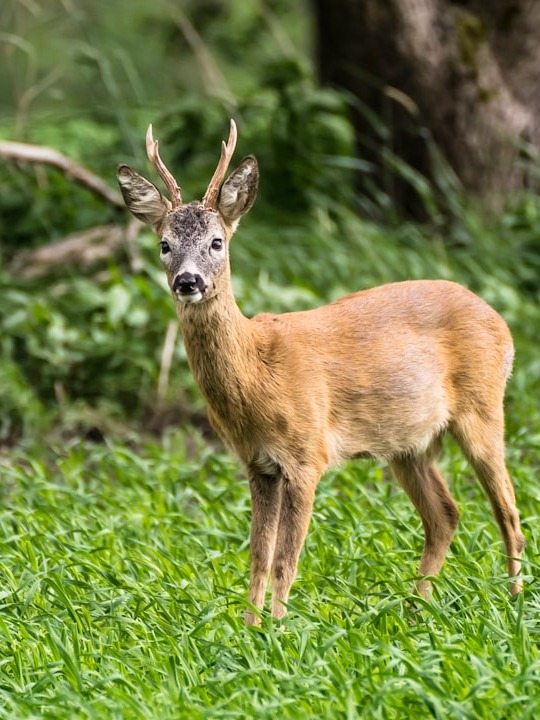 Why real hunters aim for heart & lung shots?