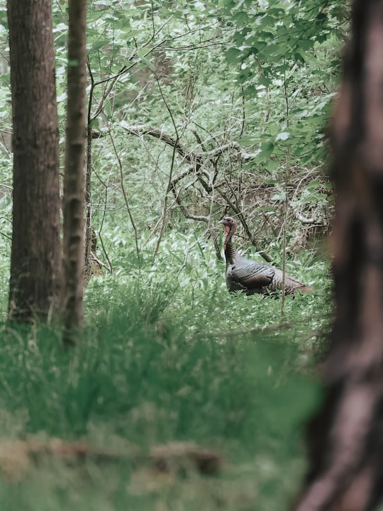 💥 Anyone else think hunting is underrated therapy?