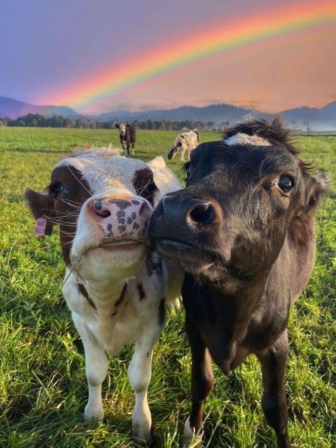 Cute Cows in the Field