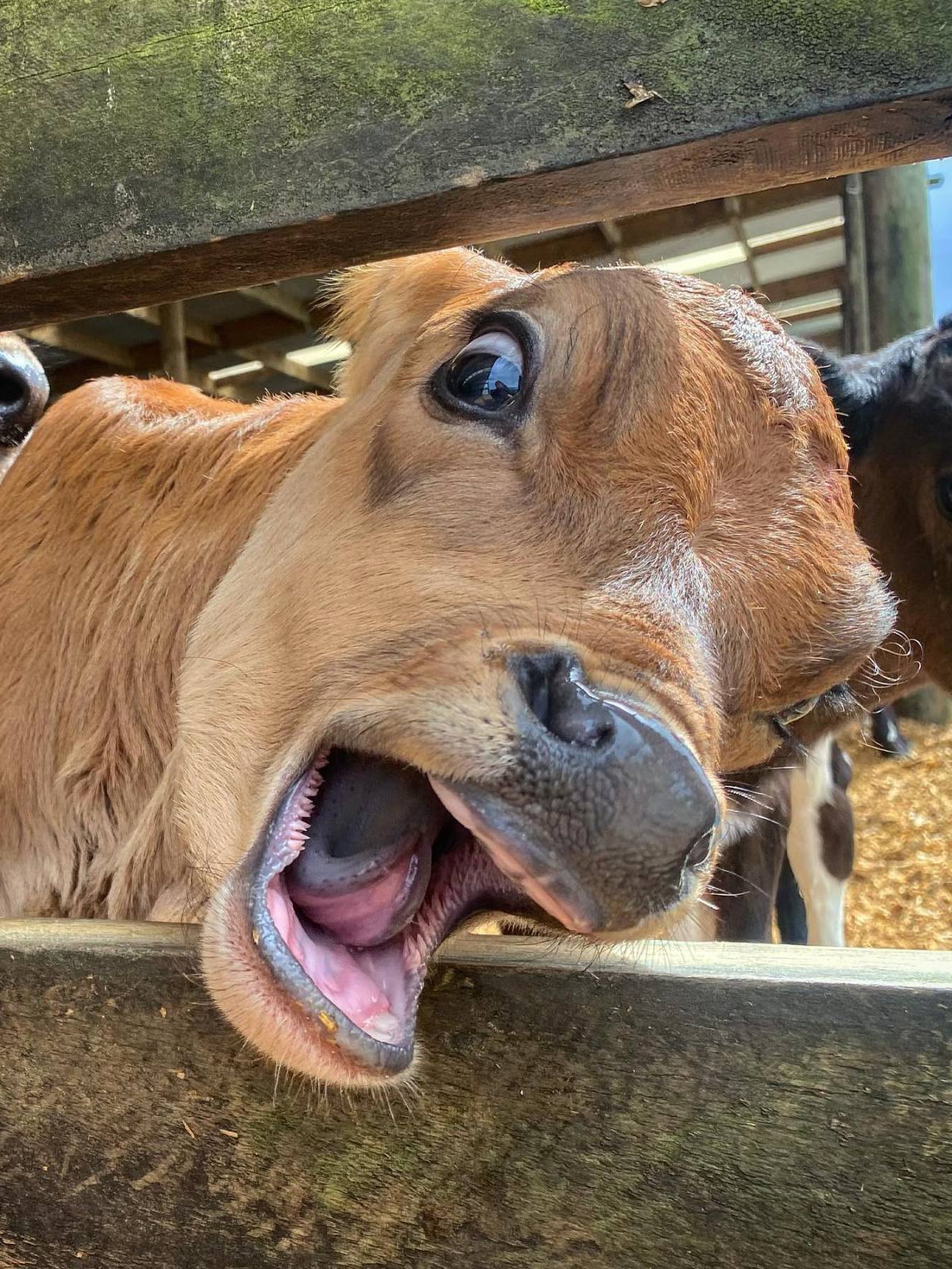 Cute Cows in the Field